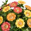 Decor Sunflower