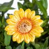 Decor Sunflower - Yellow