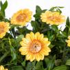 Decor Sunflower