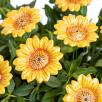 Decor Sunflower