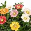 Garden Cosmos