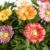 Garden Cosmos