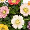Garden Cosmos