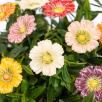 Garden Cosmos