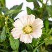 Garden Cosmos - White