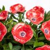 Poppy