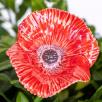 Poppy
