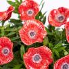 Poppy