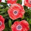 Poppy