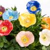 Decor Poppy