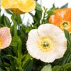 Decor Poppy