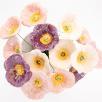 Decor Poppy