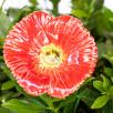 Decor Poppy - Red