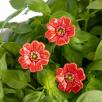 Mini Poppy - Red