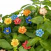 Primula