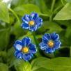 Primula - Blue
