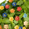 Primula