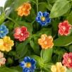 Primula
