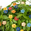 Primula