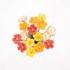 Primula