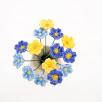 Primula