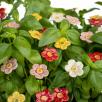 Strawberry Flower