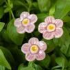 Strawberry Flower - Light pink