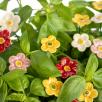 Strawberry Flower
