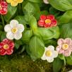 Strawberry Flower