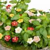Strawberry Flower