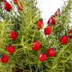 Rosehip