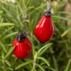 Rosehip