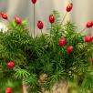 Rosehip