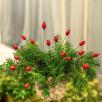 Rosehip