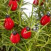 Rosehip