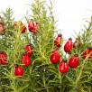 Rosehip