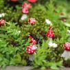 Little Mushroom