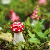 Little Mushroom