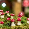 Little Mushroom