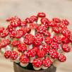 Little Mushroom