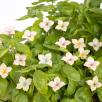 Hortensia