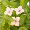 Hortensia - Light pink