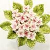 Hortensia
