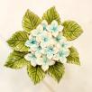 Hortensia