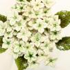 Hortensia