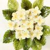 Hortensia