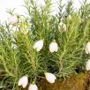 Snowdrop