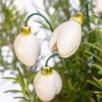 Snowdrop - White
