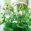 Snowdrop