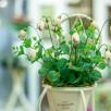 Snowdrop